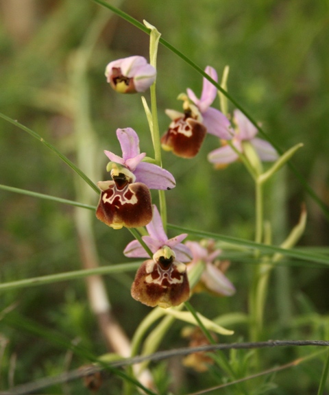 Ophrys fuciflora